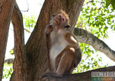 Оспа обезьян впервые выявлена в Азии