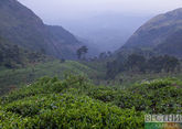 Чайные плантации в Сочи пройдут реконструкцию
