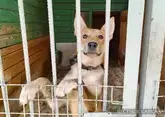 Крупнейший краевой приют для бездомных животных построят на Ставрополье