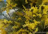 Поставки мимозы из Абхазии выросли в пять раз с прошлого года