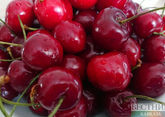 Россия стала главным импортером черешни из Узбекистана