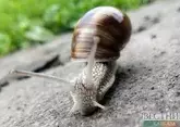 Грузия начала зарабатывать на улитках