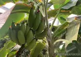 Первый урожай ставропольских бананов появится в 2027 году