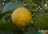 Лимоны на деревьях: в Абхазии будут развивать агротуризм