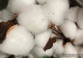 Азербайджан заработал свыше $160 млн на экспорте хлопка