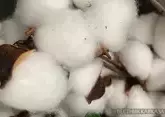 Азербайджан нарастил экспорт хлопка в январе на 23%