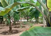 На Ставрополье высадят 84 тыс банановых пальм в теплице