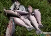У Россельхознадзора появились вопросы к армянским поставщикам