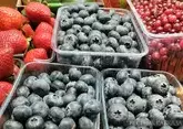 Абхазия увеличит поставки мандаринов и голубики в Россию