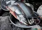 Вместо форели из Армении Россия стала закупать турецкую и иранскую
