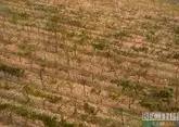 Виноделы Грузии наращивают площадь виноградников