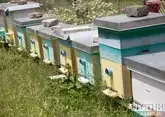 Азербайджан будет развивать пчеловодство в Карабахе