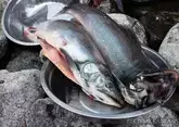 Пашинян раскритиковал выращенную армянскую рыбу