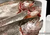 Армения будет сбывать рыбу в Грузию