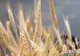 Баку и Астана нарастили закупку российского зерна