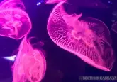 Медузы из Азовского моря могут обеспечивать в год до 260 тыс т коллагена