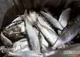 ЕС не смог отказать себе в российской рыбе