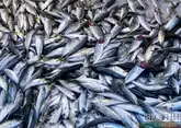 Импорт армянской рыбы в Грузию достиг рекорда