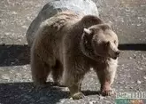 Мониторинговые группы для предупреждения появления медведей создают в Сочи