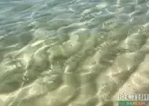 Новые виды рыб обнаружены в Азовском море