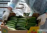 Ставропольский край вышел в лидеры по производству тепличных овощей