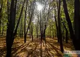 На освобожденных территориях Азербайджана высадили более 600 га леса