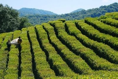 Грузия в 2019 году сэкономит на чае