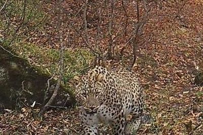 В Гирканском заповеднике сфотографировали нового леопарда