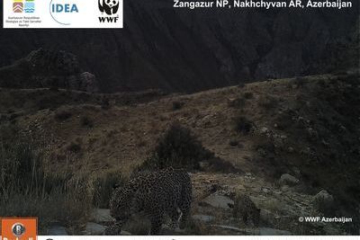 Мать и детеныш леопарда &quot;попались&quot; в фотоловушки в Зангезурском нацпарке (ВИДЕО)