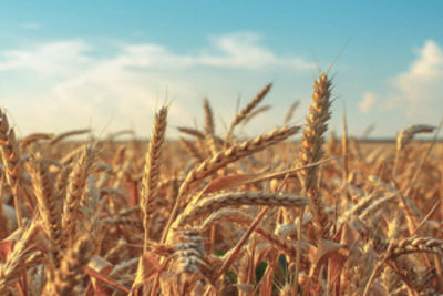 Азербайджан активно закупает пшеницу в России - Аркадий Злочевский
