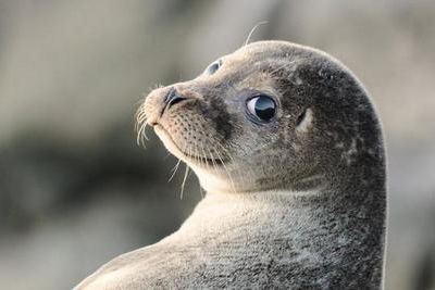 Место для Центра по спасению каспийских тюленей подбирают в Дагестане