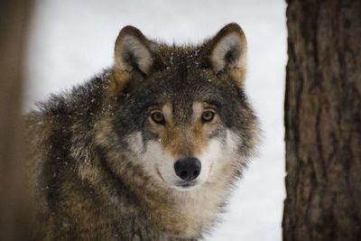 В степных районах Казахстана запретили охотиться на волков