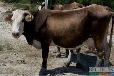 Земли отгонного животноводства обретают новую жизнь в Дагестане