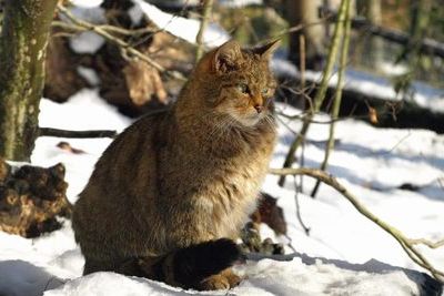 Пенсионер-невежда убил краснокнижную кошку на Ставрополье