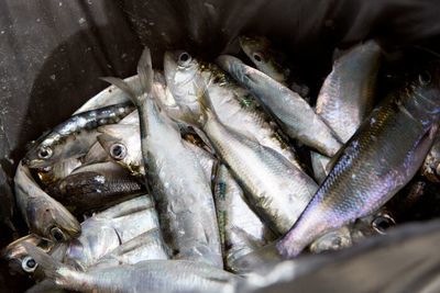 Рыбная отрасль Дагестана впятеро увеличила налоговые отчисления в бюджет