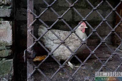 Похитителей куриных кормушек поймали в Кизлярском районе