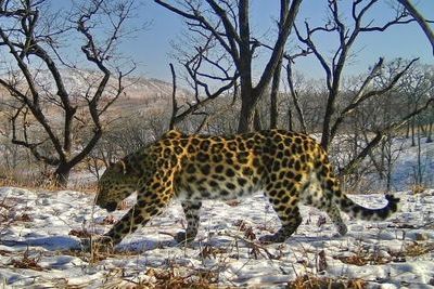 Пропавшего в горах Южной Осетии леопарда будут искать