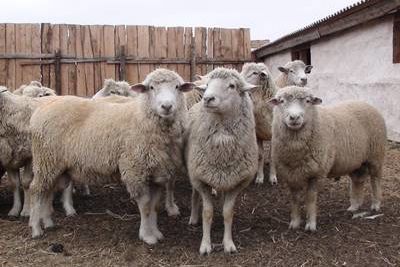 Хозяйства Карачаево-Черкесии покажут свое племенное поголовье овец
