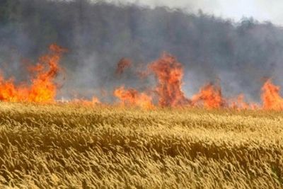 Под Симферополем в огне сгорела половина пшеничного поля