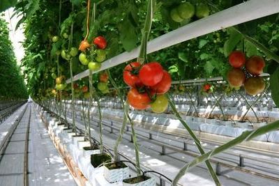 Новый тепличный комплекс в Чечне за год принесет 7 тыс т огурцов и помидоров