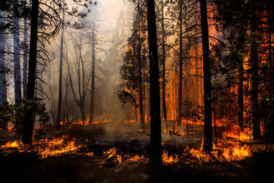 Лесные пожары вспыхнули в Мугле 