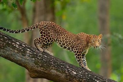 Дикую природу Кавказа пополнят еще пять леопардов