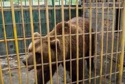 Мэр Магаса пожалел &quot;придорожных&quot; оренбургских медведей