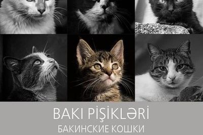 Бакинские кошки вдохновили Бахрама Багирзаде