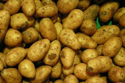 Североосетинские аграрии проводят Всероссийский день картофельного поля 