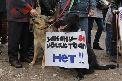 Владимир Бурматов: закон о защите животных необходимо срочно доработать