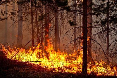 Лесные пожары в Сибири. Кто виноват?