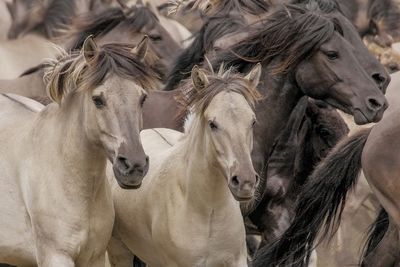 У жителя Карачаево-Черкесии украли табун лошадей