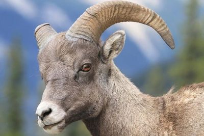 В Северной Осетии будут возрождать популяцию безоарового козла