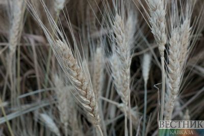 Засуха снизила урожайность зерновых в Дагестане 
